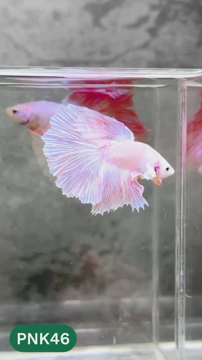 Pink Halfmoon Male Betta Fish | You Pick Fish | Order Directly From Farm