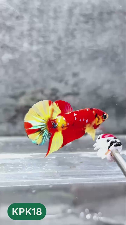 Multicolor Plakat Male Betta Fish |Show Grade|  You Pick Fish