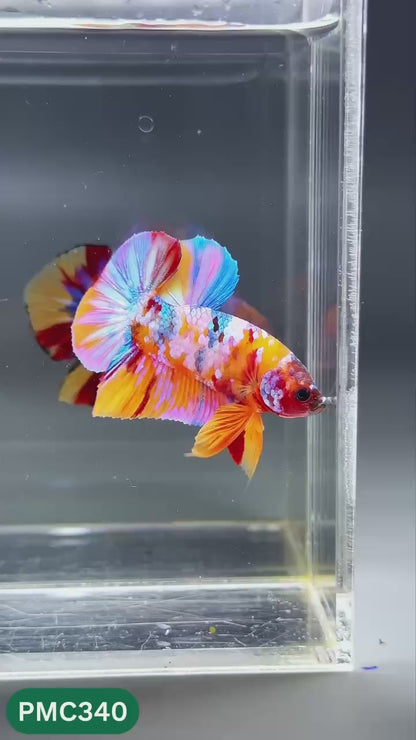 Multicolor Plakat Male Betta Fish | Show Grade |  You Pick Fish