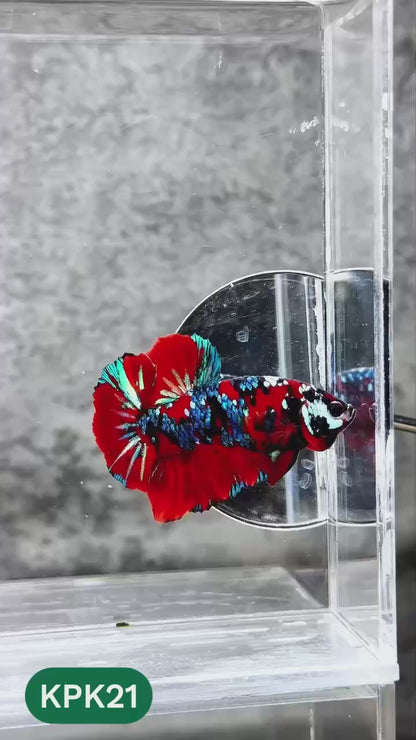 Multicolor Plakat Male Betta Fish |Show Grade|  You Pick Fish
