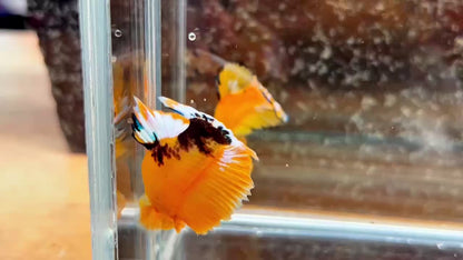 Yellow Fancy Male Betta Fish | Order Directly From Farm | You Pick Fish