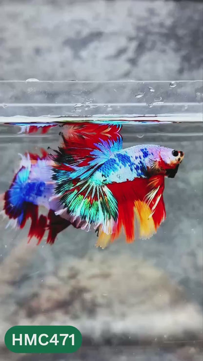 Multicolor Halfmoon Male Betta Fish | High Grade | Order Directly From Farm |  You Pick Fish |