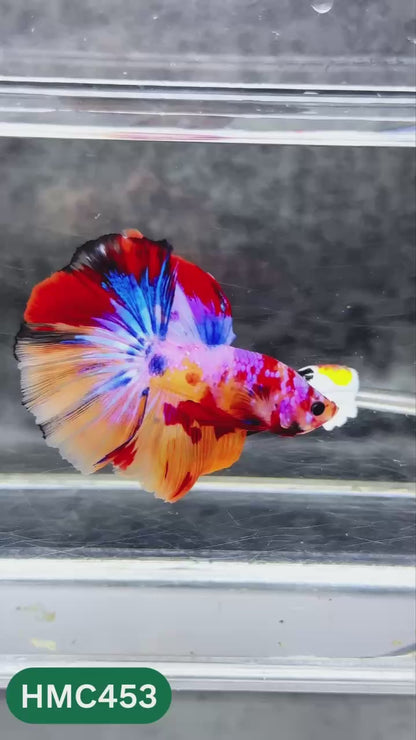 Multicolor Halfmoon Male Betta Fish | Order Directly From Farm | You Pick Fish
