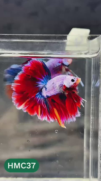 Multicolor Halfmoon Male Betta Fish | Order Directly From Farm | You Pick Fish