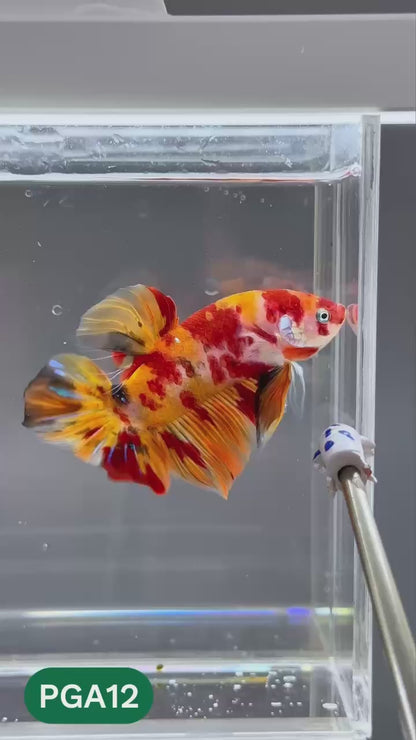 King Giant Plakat Male Betta Fish | You Pick Fish | High Grade