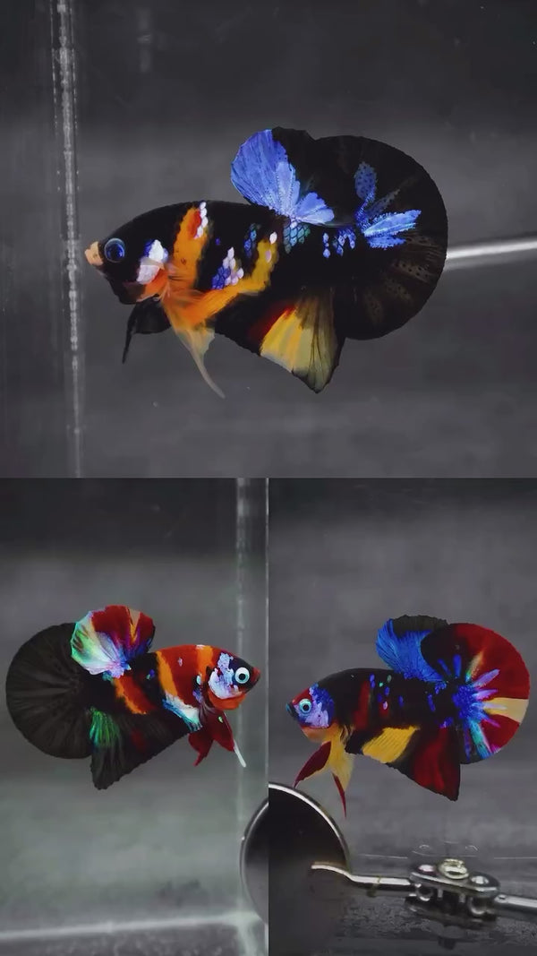 Dark Tone Plakat Male Betta Fish — Swimming Video