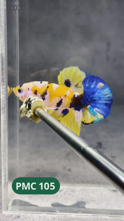 Koi Yellow Plakat Male Betta Fish | Show Grade | You Pick Fish