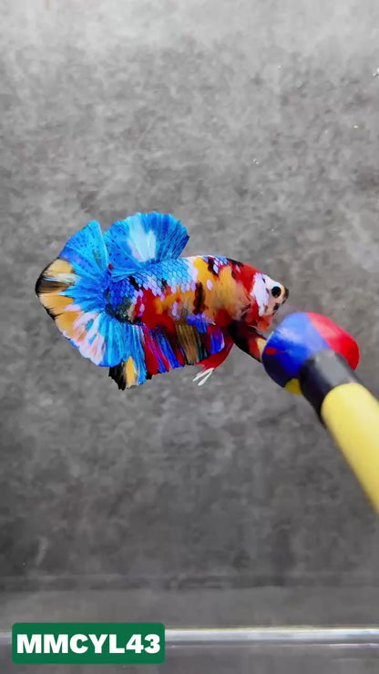 Multicolor Yellow Base Plakat Male Betta Fish | Order Directly From Farm|  You Pick Fish