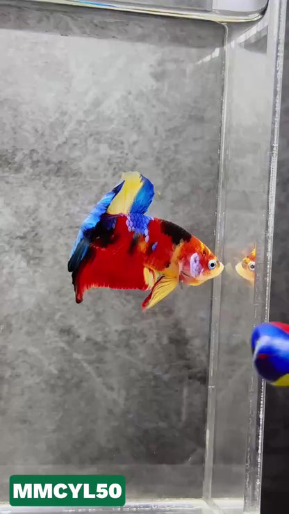 Multicolor Yellow Base Plakat Male Betta Fish | Order Directly From Farm|  You Pick Fish