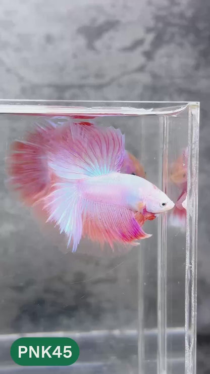 Pink Halfmoon Male Betta Fish | You Pick Fish | Order Directly From Farm