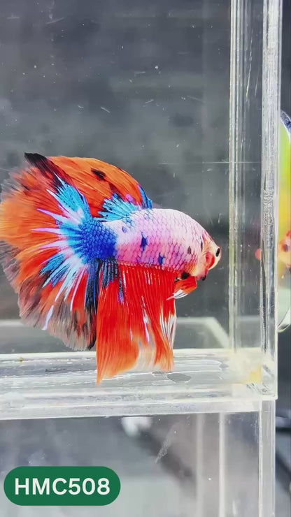 Nemo Halfmoon Male Betta Fish | Order Directly From Farm | You Pick Fish