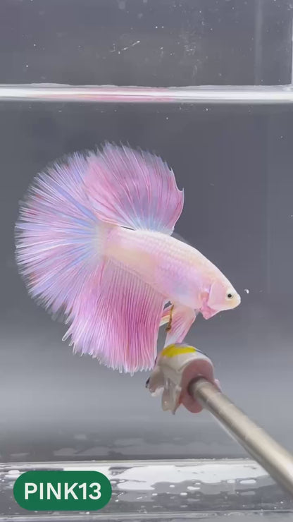 Pink Halfmoon Male Betta Fish | You Pick Fish | Order Directly From Farm
