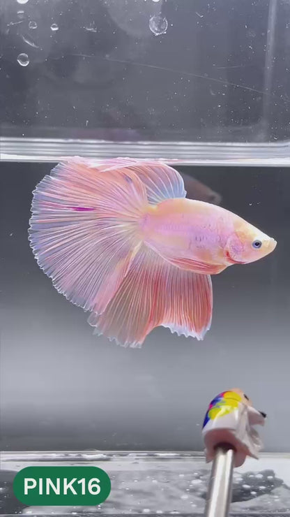 Pink Halfmoon Male Betta Fish | You Pick Fish | Order Directly From Farm
