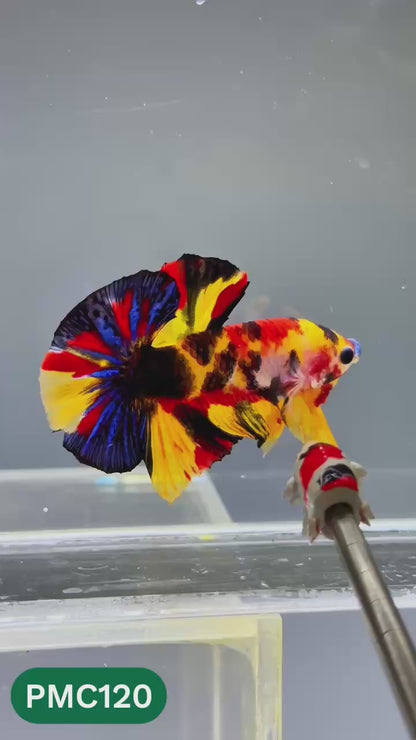 Multicolor Plakat Male Betta Fish |Show Grade|  You Pick Fish