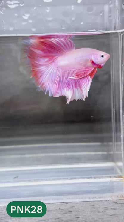 Pink Halfmoon Male Betta Fish | You Pick Fish | Order Directly From Farm