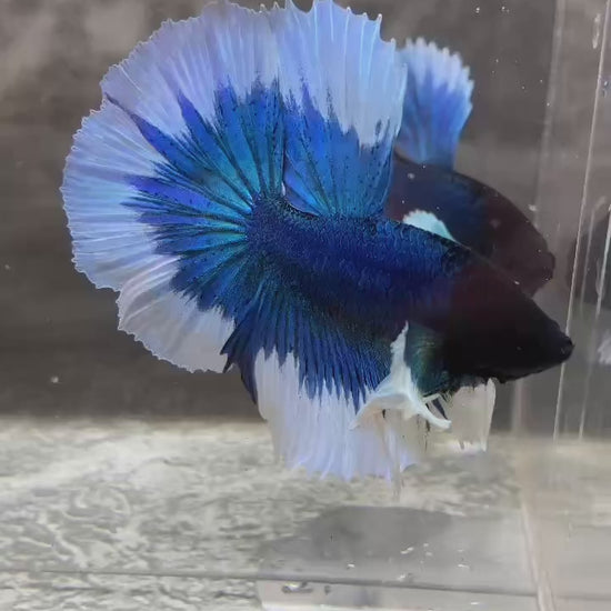 Blue Butterfly Halfmoon Male Betta Fish