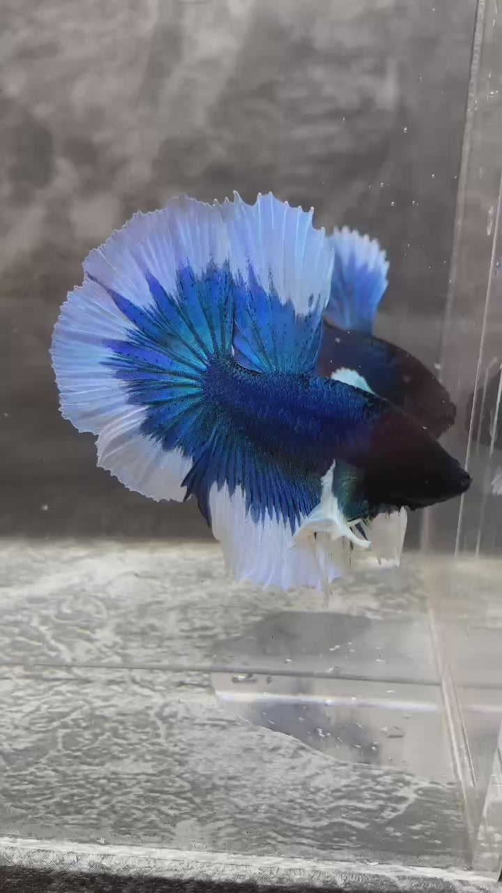 Blue Butterfly Halfmoon Male Betta Fish