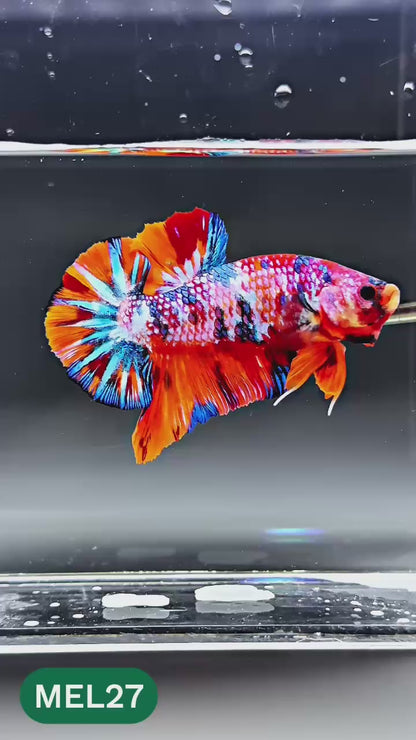 Multicolor Metallic Plakat Male Betta Fish | You Pick Fish | Exclusive Grade