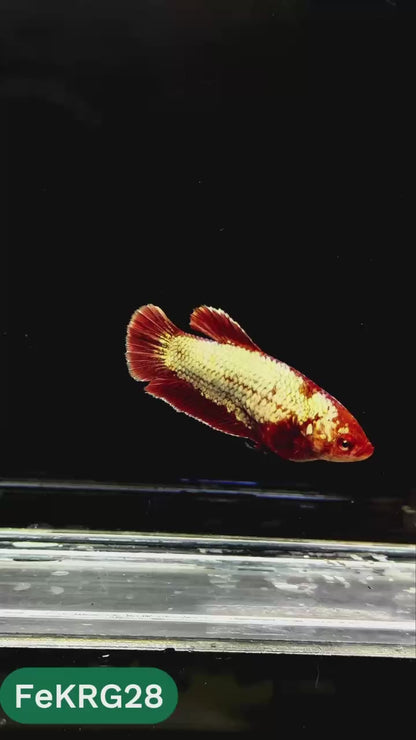 Koi Red Gold Female Betta Fish | You Pick Fish | High Grade