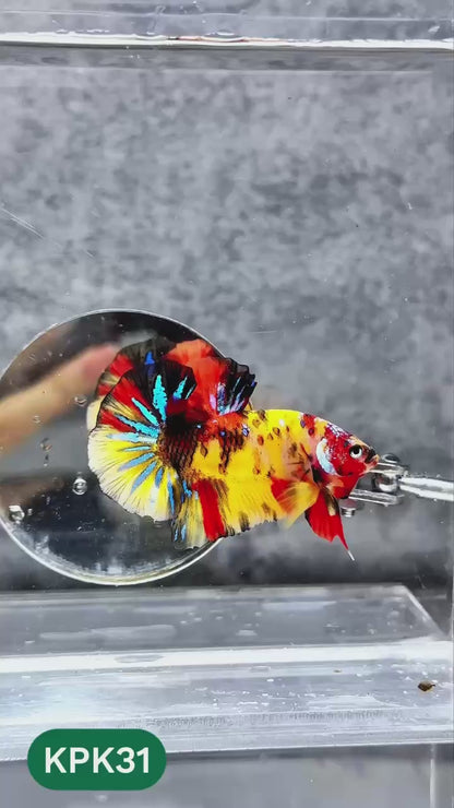 Multicolor Plakat Male Betta Fish |Show Grade|  You Pick Fish