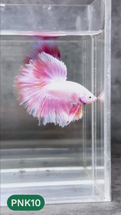 Pink Halfmoon Male Betta Fish | You Pick Fish | Order Directly From Farm