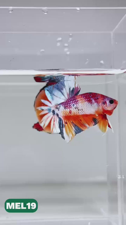 Metallic Plakat Betta Fish | You Pick Betta | Exotic Fish