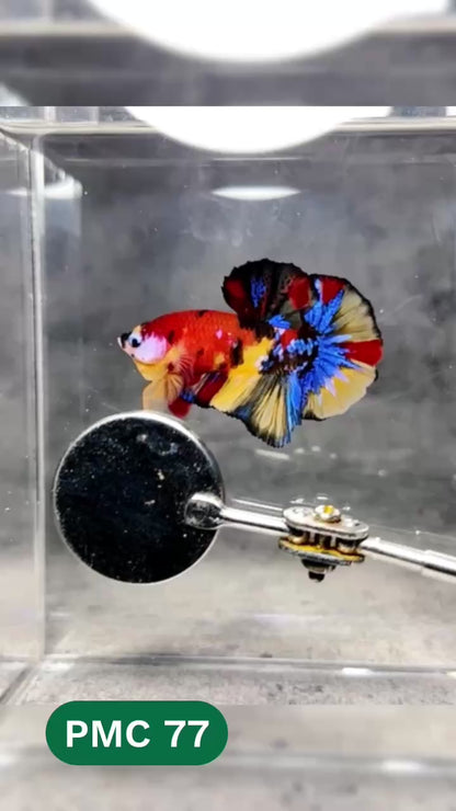 Multicolor Plakat Male Betta Fish |Show Grade|  You Pick Fish