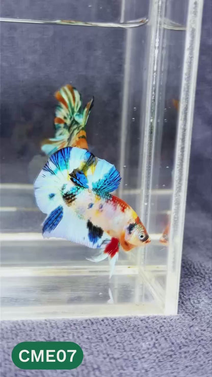 Multicolor Metallic Plakat Male Betta Fish | You Pick Fish | Exclusive Grade