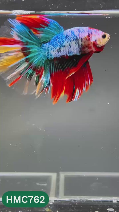Multicolor Halfmoon Male Betta Fish | High Grade | Order Directly From Farm |  You Pick Fish |