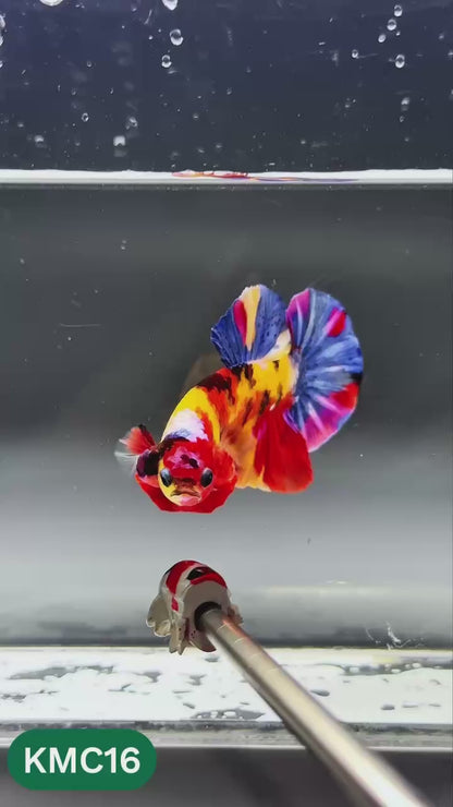Multicolor Yellow Base Plakat Male Betta Fish | Order Directly From Farm |  You Pick Fish