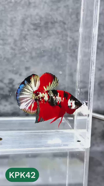 Multicolor Plakat Male Betta Fish |Show Grade|  You Pick Fish