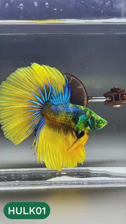 Black Hulk Halfmoon Male Betta Fish | You Pick Fish