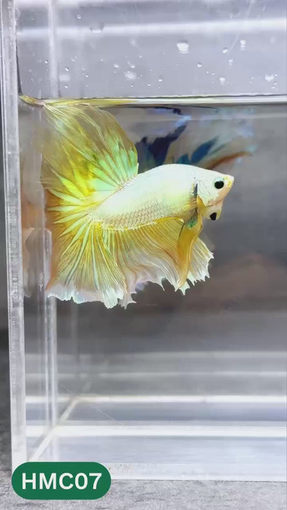 Multicolor Halfmoon Male Betta Fish | High Grade | Order Directly From Farm |  You Pick Fish |