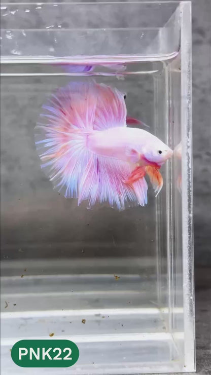 Pink Halfmoon Male Betta Fish | You Pick Fish | Order Directly From Farm
