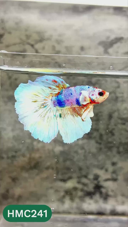 Multicolor Halfmoon Male Betta Fish | Order Directly From Farm | You Pick Fish