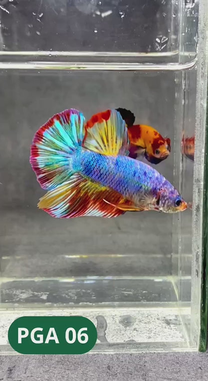 King Giant Plakat Male Betta Fish | You Pick Fish | High Grade