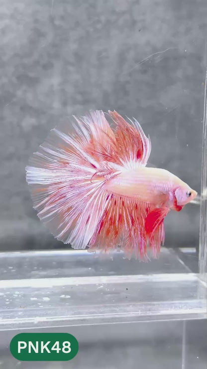 Pink Halfmoon Male Betta Fish | You Pick Fish | Order Directly From Farm