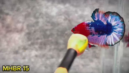 Hellboy Plakat Male Betta Fish | Order Directly From Farm | You Pick Fish