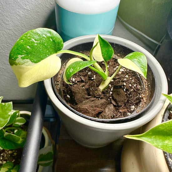 Well-Rooted Variegated Monstera Creme Brulee Plant