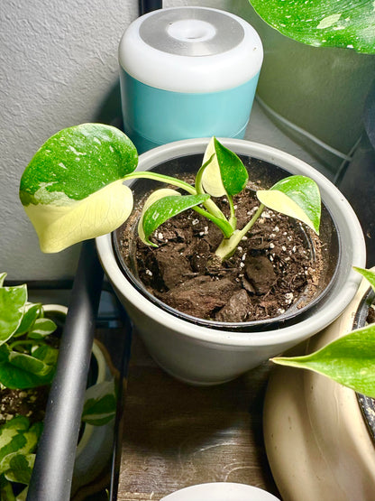 Well-Rooted Variegated Monstera Creme Brulee Plant