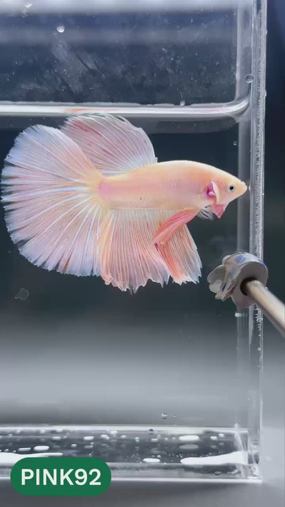 Pink Halfmoon Male Betta Fish | You Pick Fish | Order Directly From Farm