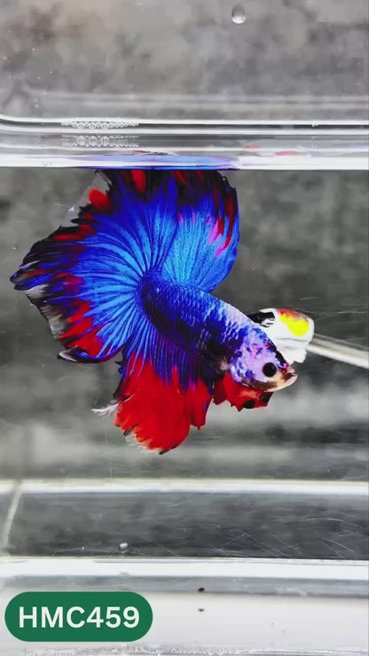Multicolor Halfmoon Male Betta Fish | Order Directly From Farm | You Pick Fish