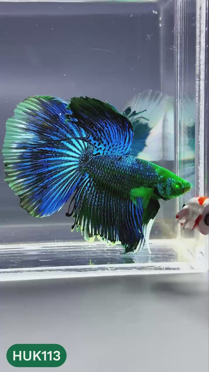 Black Hulk Halfmoon Male Betta Fish | You Pick Fish