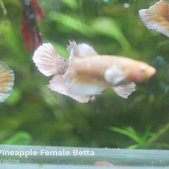 Dumbo Pineapple Female Betta Fish Sorority