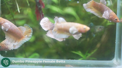 Dumbo Pineapple Female Betta Fish Sorority