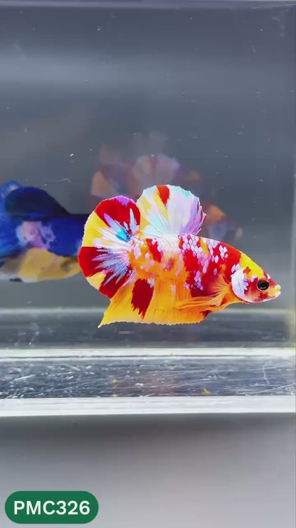Multicolor Plakat Male Betta Fish | Show Grade |  You Pick Fish