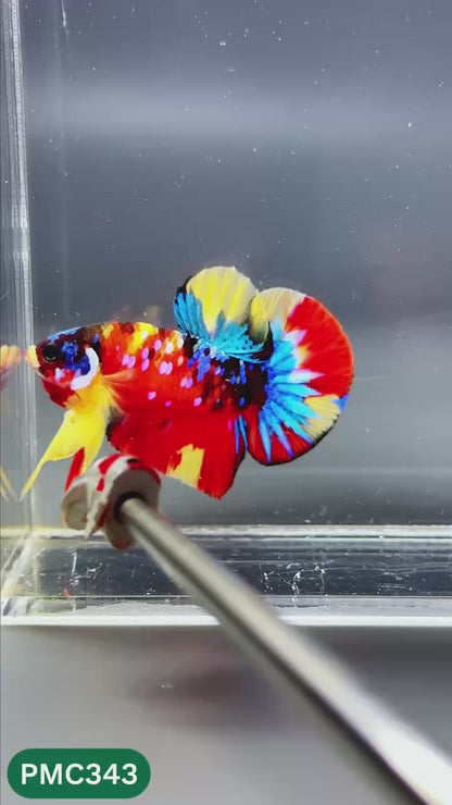 Multicolor Plakat Male Betta Fish | Show Grade |  You Pick Fish