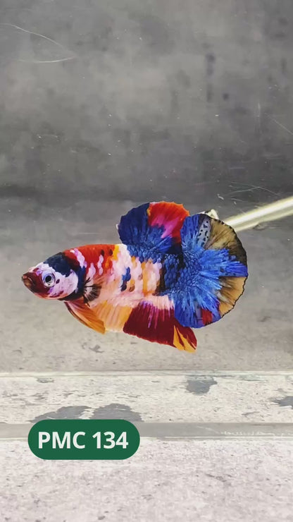 Multicolor Plakat Male Betta Fish |Show Grade|  You Pick Fish