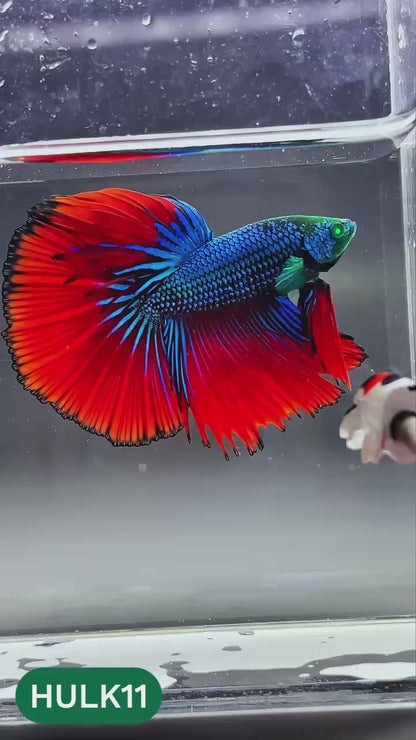 Black Hulk Halfmoon Male Betta Fish | You Pick Fish