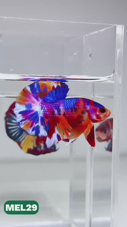 Metallic Plakat Betta Fish | You Pick Betta | Exotic Fish